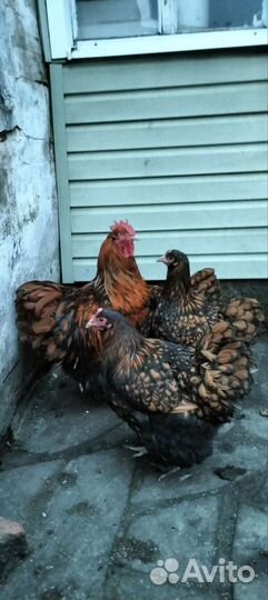 Цыплята яйцо орпингтон кохинхин