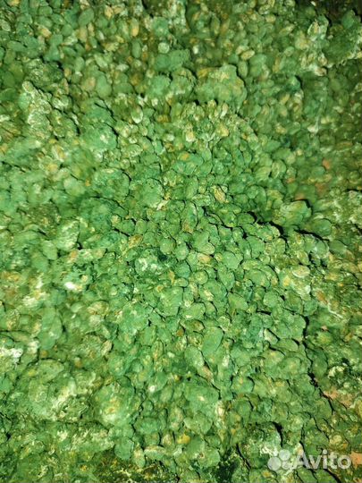 Живая триходерма(0,5л)