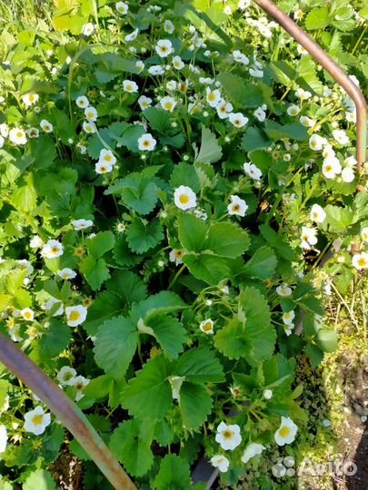 Земклуника,Купчиха