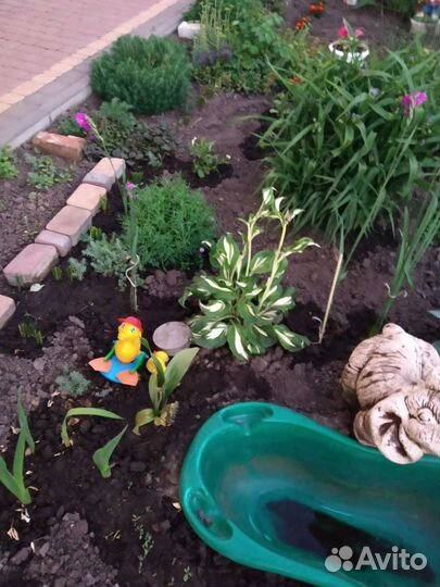 Хоста растение