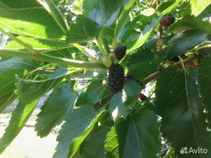 Шелковица (тутовник) саженцы сеянцы