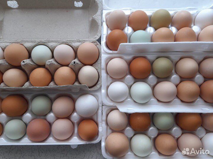 Домашние куриные яйца и мясо бройлера