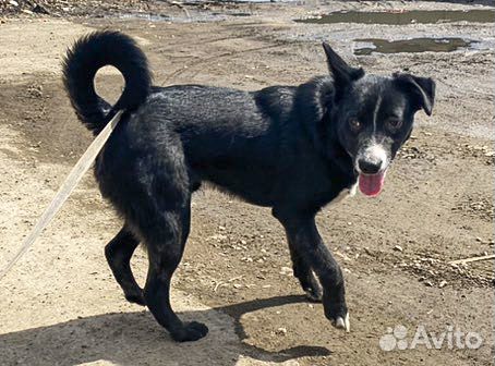 Привитый кастрат, подросток Максик в дар