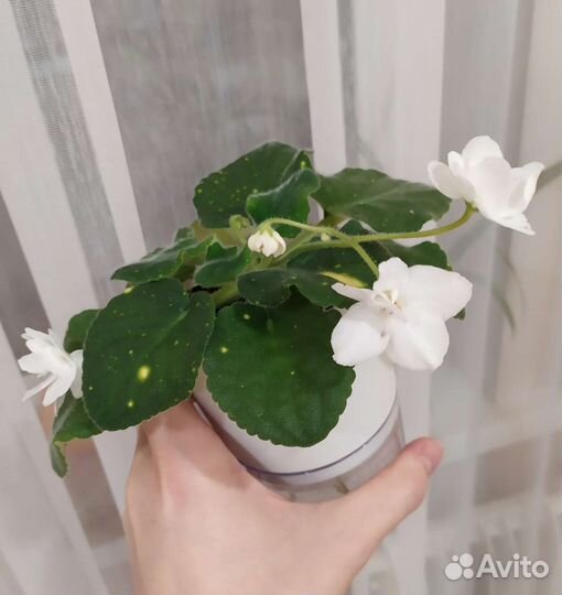 Сортовая фиалка шн - Космическая Фея