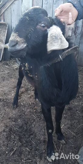 Нубийский козел