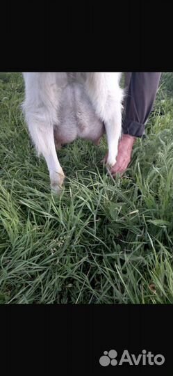 Козы альпийская, ломанча