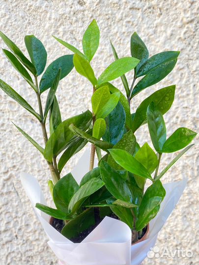 Замиокулькас