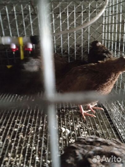 Яйца перепелиные