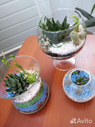 Композиция из суккулентов, флорариум