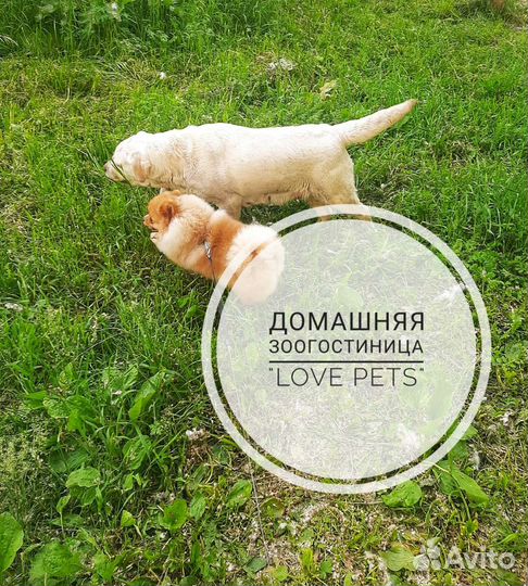 Передержка / Зоогостиница / Зооняня