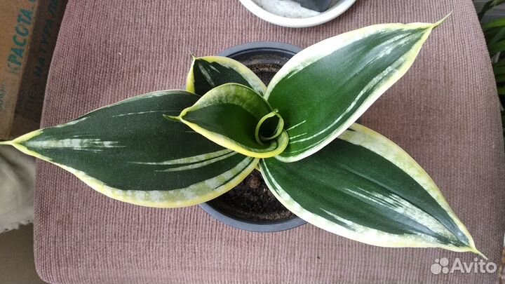 Сортовые сансевьерии Ханни