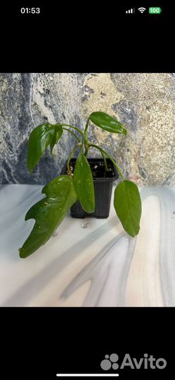 Филодендрон Майо