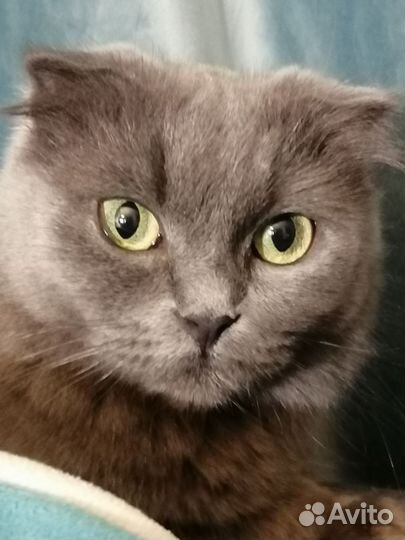 Шотландская вислоухая