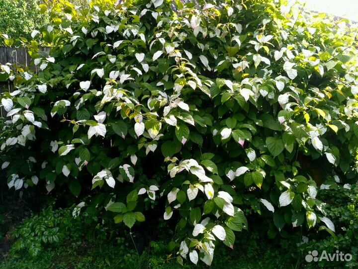 Актинидия коломикта зкс