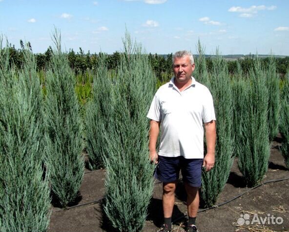 Можжевельник блю эрроу всех размеров