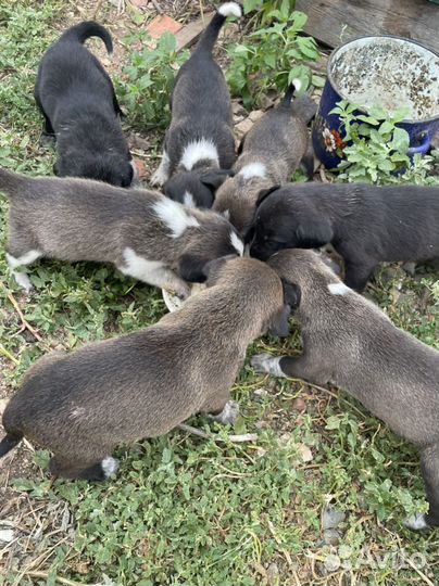 Отдам в добрые руки щенят