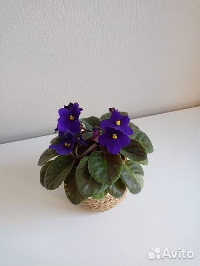 Фиалка в горшке