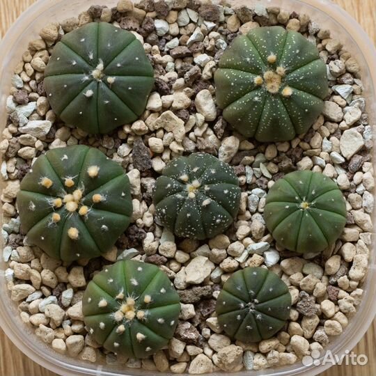 Кактус Астрофитум