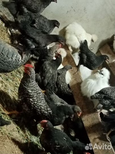 Цыплята подрощенные
