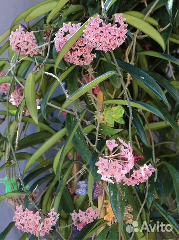 Хойи: Обовата-сплеш, Минибелла, Krimson Princess