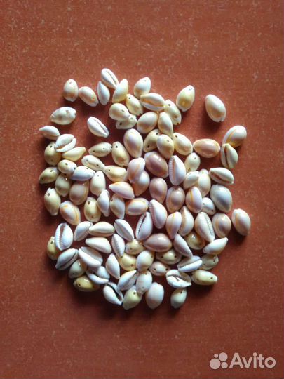 Раковины, ракушки