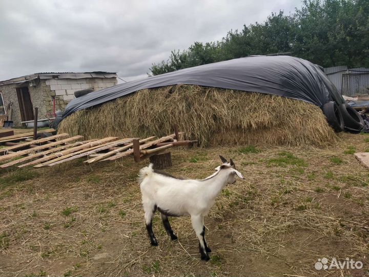 Сено россыпью