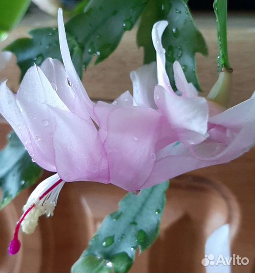 Декабрист шлюмбергера