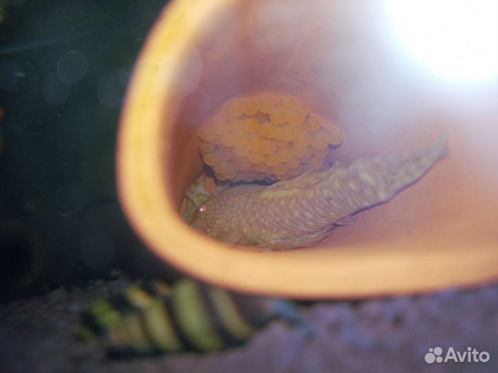 Сом анцитрус альбинос