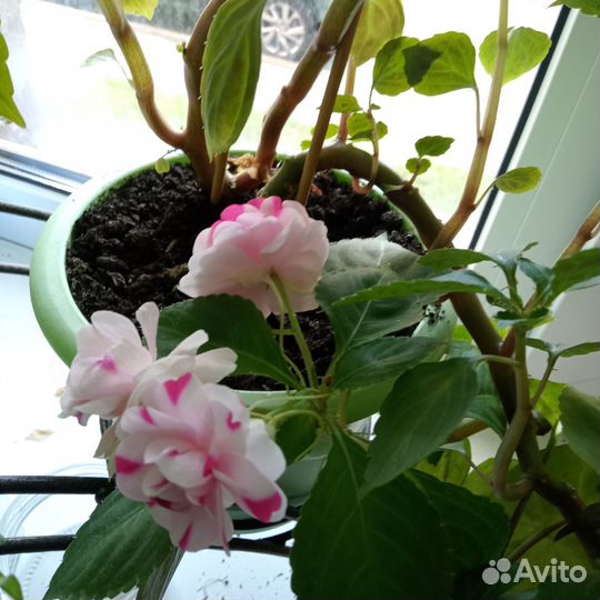 Комнатные цветы