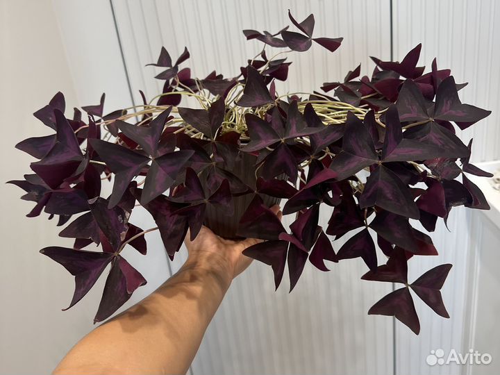 Мадам батерфляй или кислица/оксалис