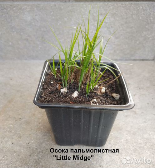 Декоративные злаки