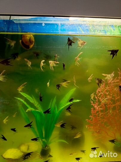 Аквариумные рыбки скалярии