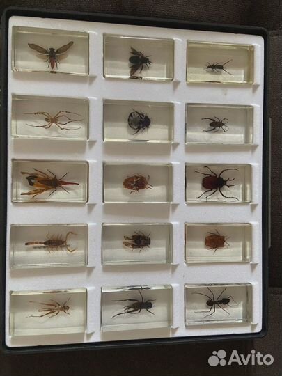 Насекомые и их знакомые