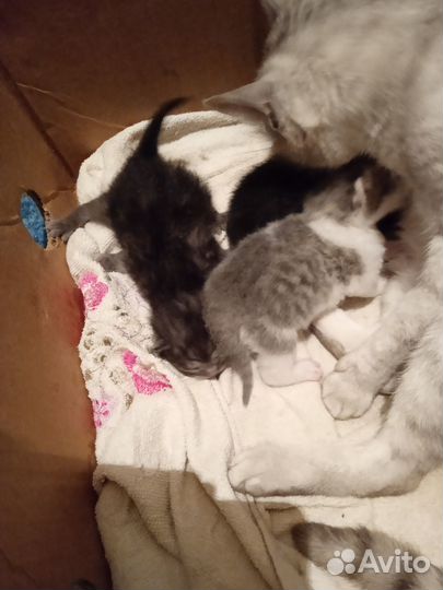 Отдам котяток