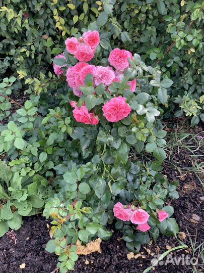 Экскурсия по селу Винновка