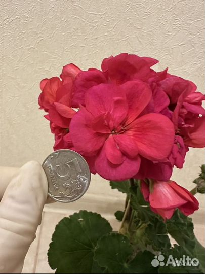 Пеларгония герань