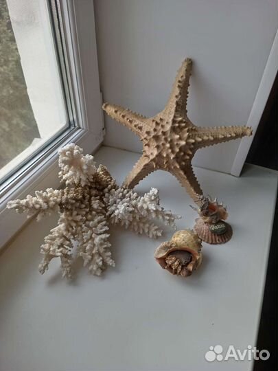 Морской коралл, звезда и ракушки