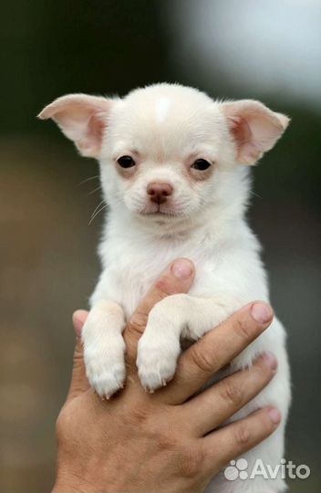 Чихуахуа мальчик