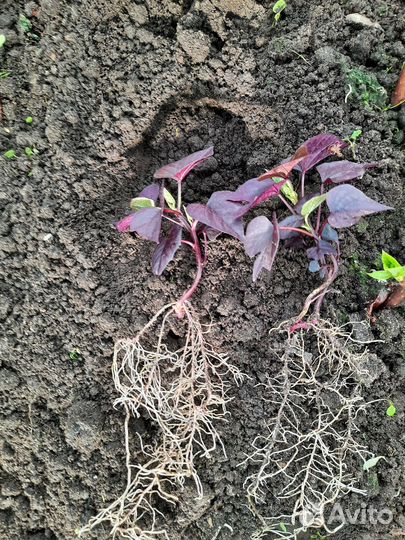 Ипомея батат