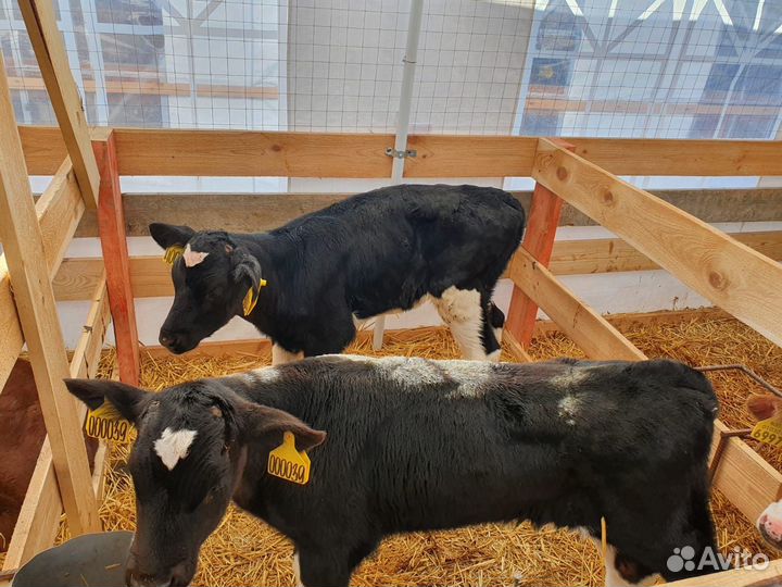 Бычки и быки