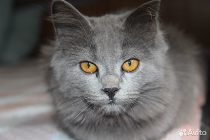 Британская кошечка