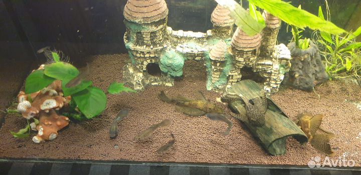 Сомики анцитрусы