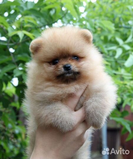 Щенки померанского шпица в большом выборе