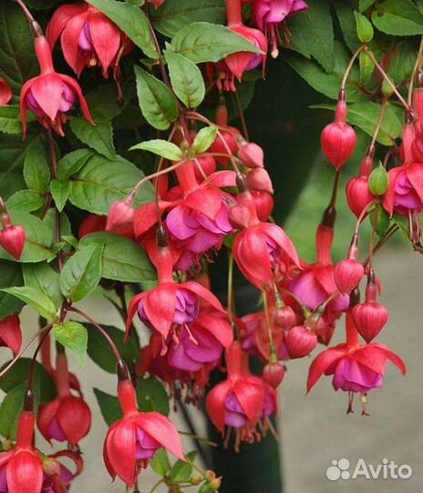 Фуксии коллекционные