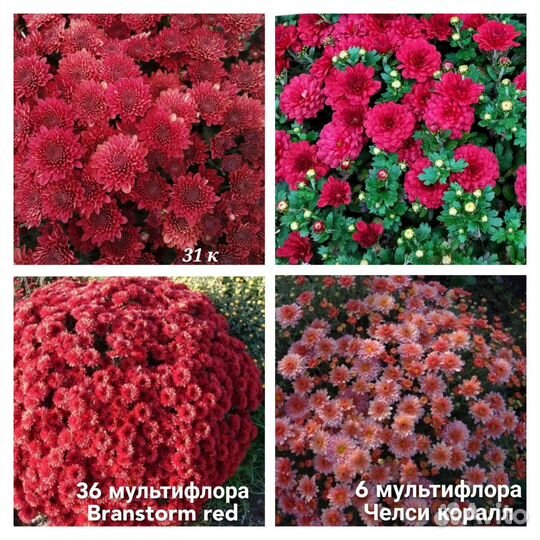 Хризантема мультифлора