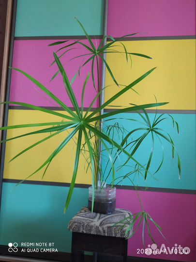 Циперус или болотная пальма, 1 год