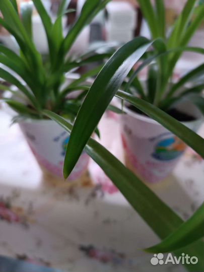 Хлорофитум капский