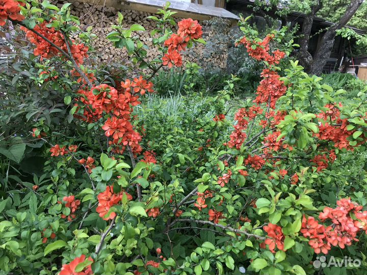 Айва японская саженцы (Хеномелес)