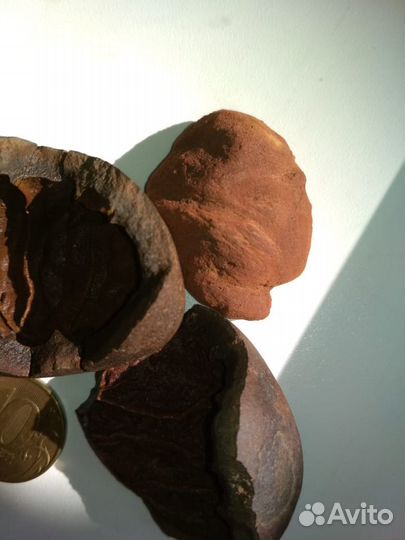 Окаменевший плод