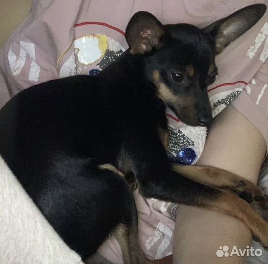 Мини той-терьер